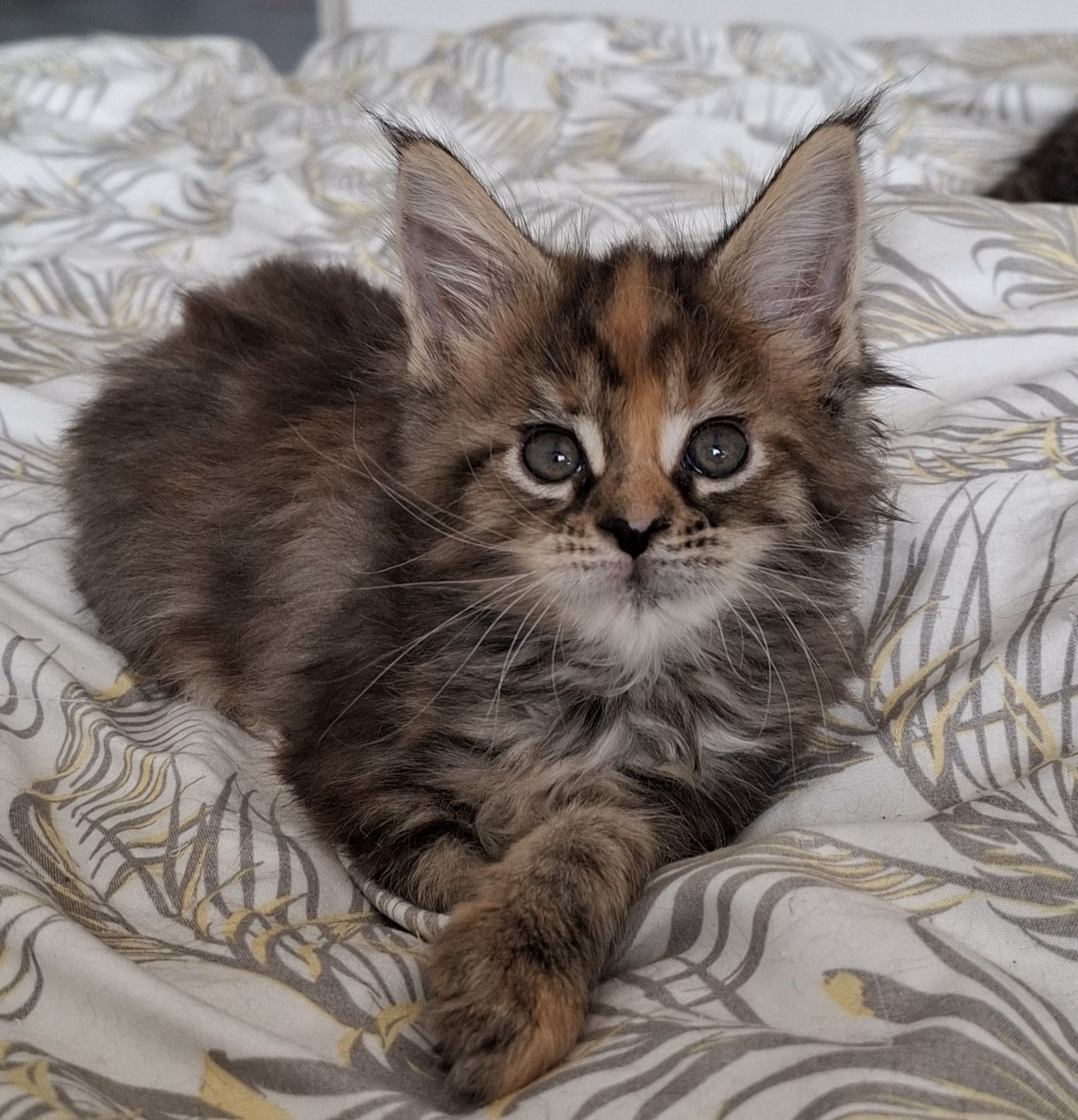 Koteczka Maine Coon