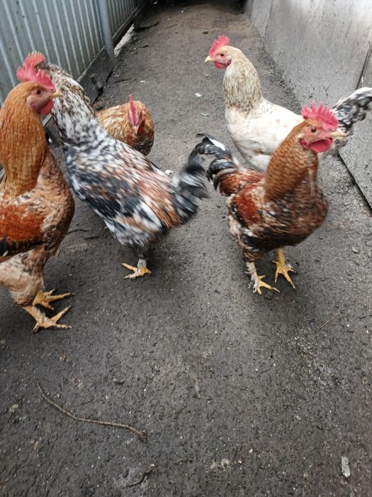 Петухи 7 месяцев