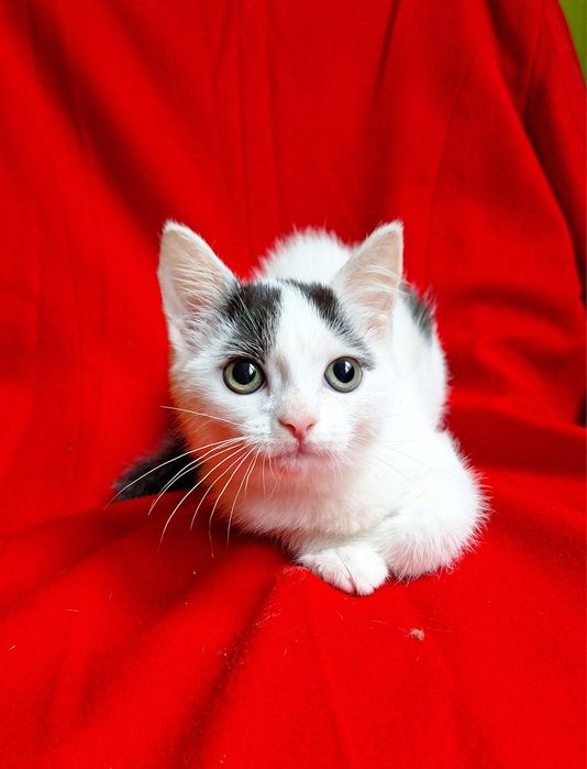 Маленькая плюшевая котёнок девочка ищет дом! Котята в хорошие руки!