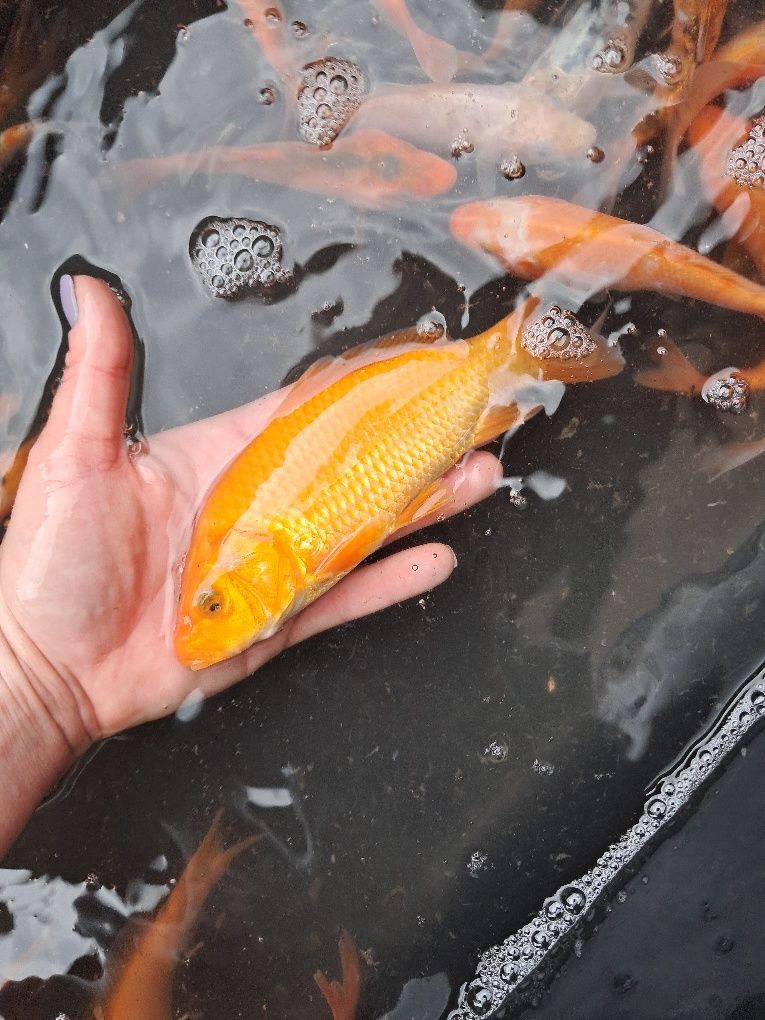 Karp koi narybek kroczek Karp Tołpyga lin