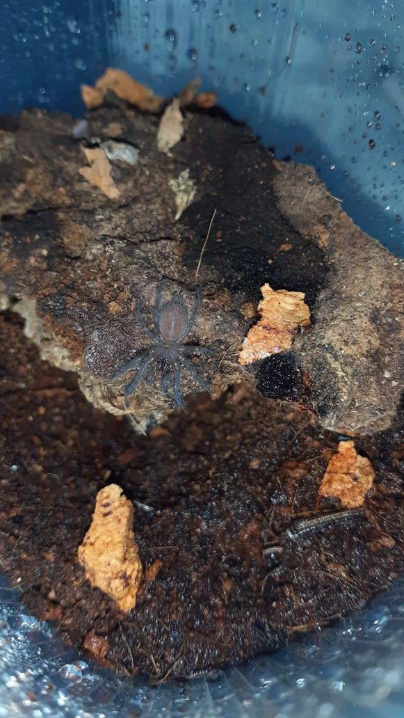 Chilobrachys natanicharum electric blue l1