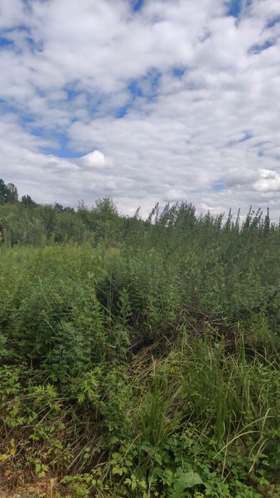 Ділянка 6 сот, Автобазар,20 хв від міста,з каліткою в ліс,