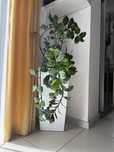 Zamioculcas zamiifolia (duży)