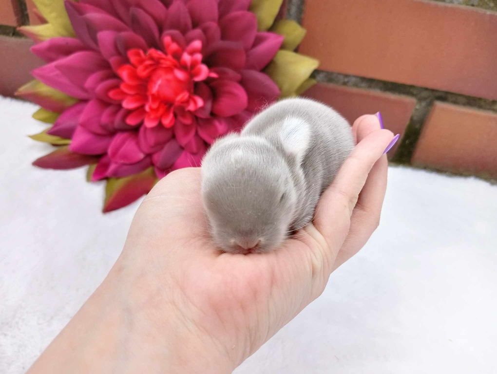 Mini lop, królik miaturka, króliczek baranek, karzełek