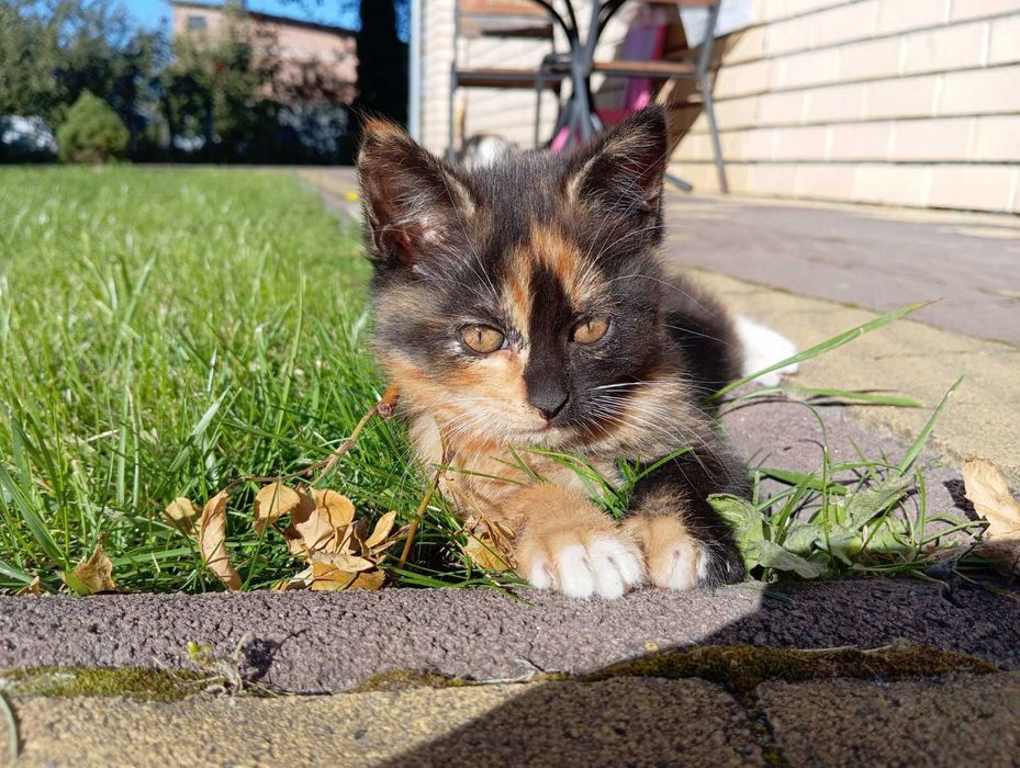 Кошенята в добрі руки