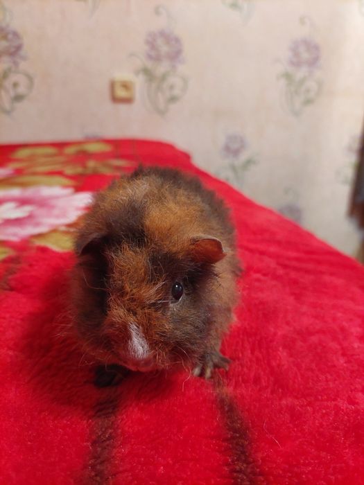 Продам красивых маленьких морских свинок! Породы "Тексель"