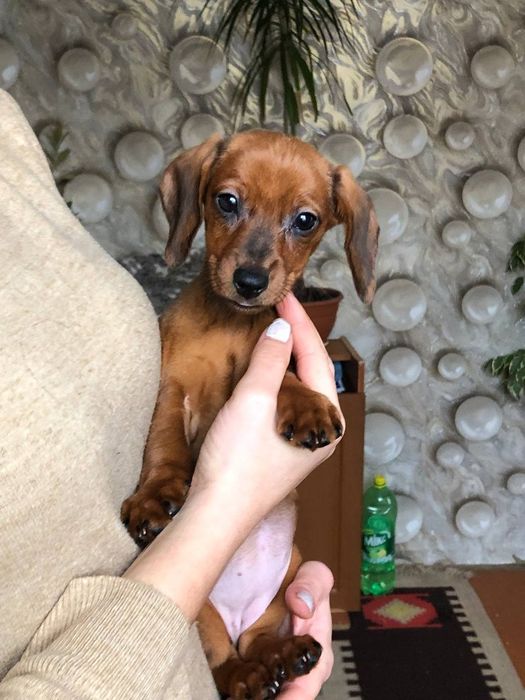 Таксенята, цуценята такси