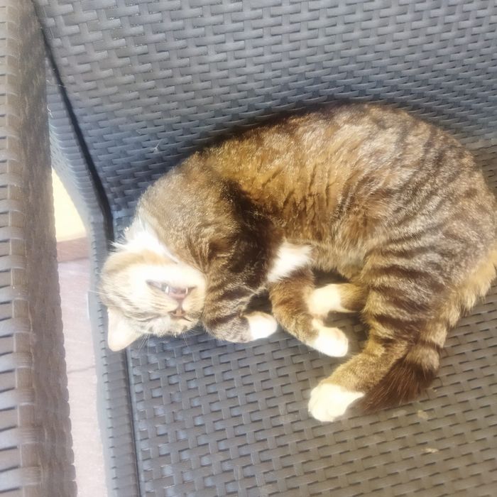 Podwórkowy Leon pilnie potrzebuje nowego właściciela - kot