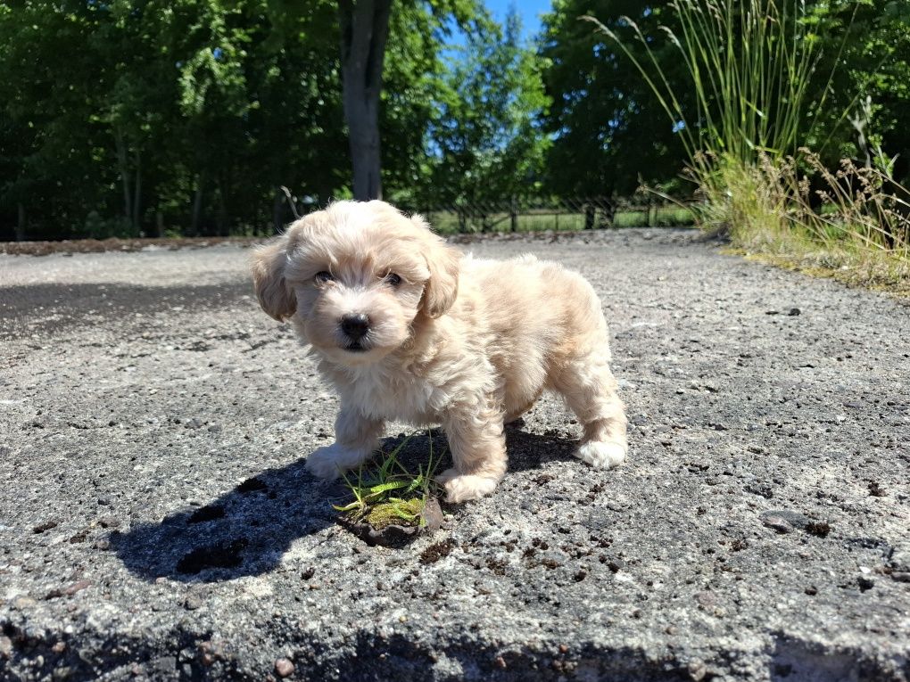 maltipoo szczeniak suczka gotowa do odbioru