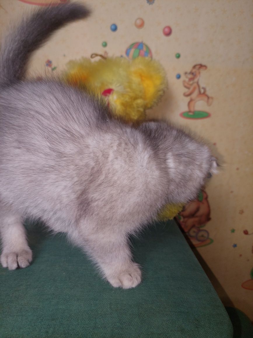 Шотландский вислоухий Мальчик.