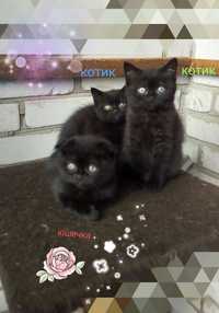 Продам шотландських чорно -шоколадного окрасу* 1)кішечка і*2) котиків