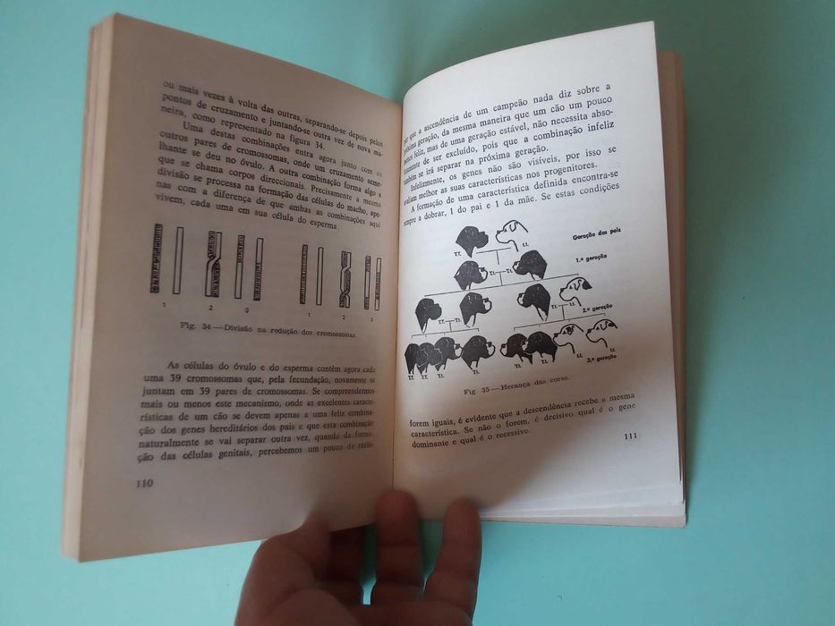 Livro "O Boxer", de Anni Mortensen