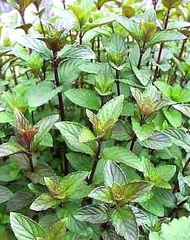 М’ята перцева ментолова