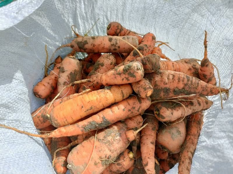 Marchewka baby niemyta z własnej dzialki