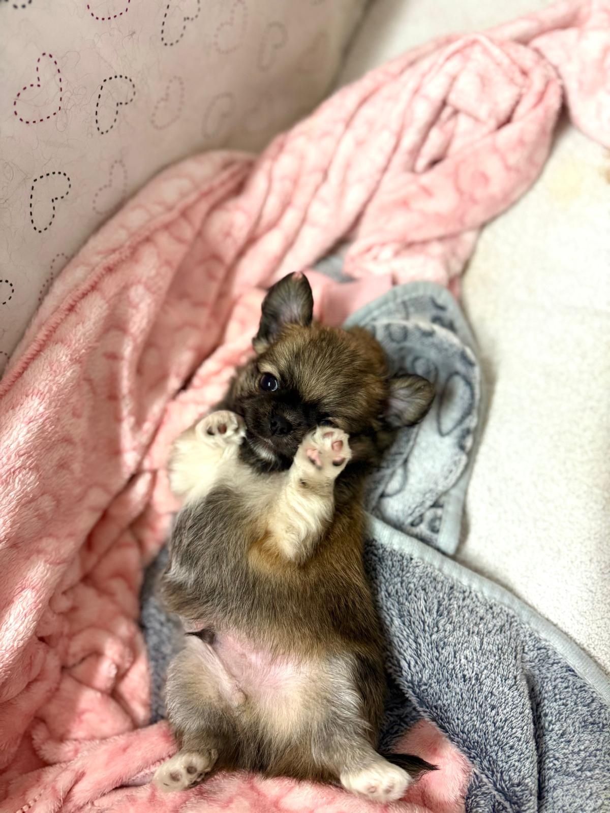 Chihuahua machinho pêlo comprido