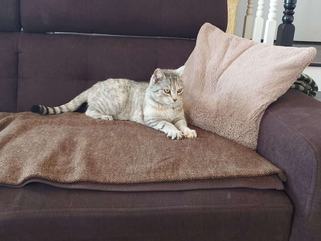 Melisa - przepiękna whiskaska