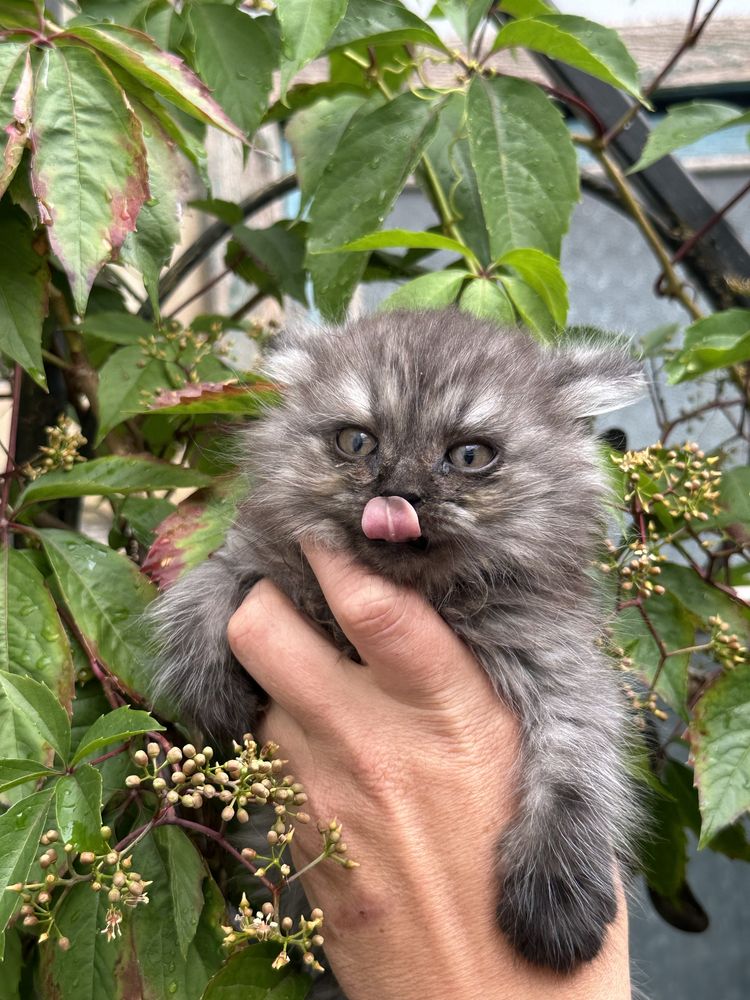 Віддам маленьких котиків!
