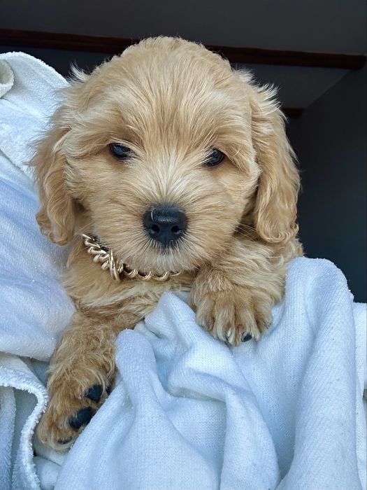 Maltipoo śliczny chłopiec