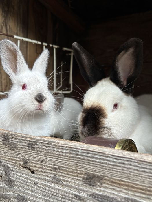 Młode króliki Kalifornijskie Czarne