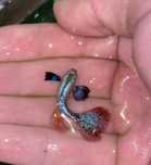 Guppy red musaico dumbo platinum (casal)