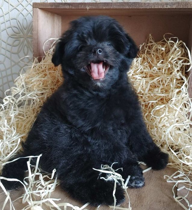 Чрезвычайно симпатичная плюшечка азиатского микса Той и Шпиц