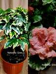 Ексклюзив! Hibiscus(rosa sinensis hybrid)Г1б1скус.