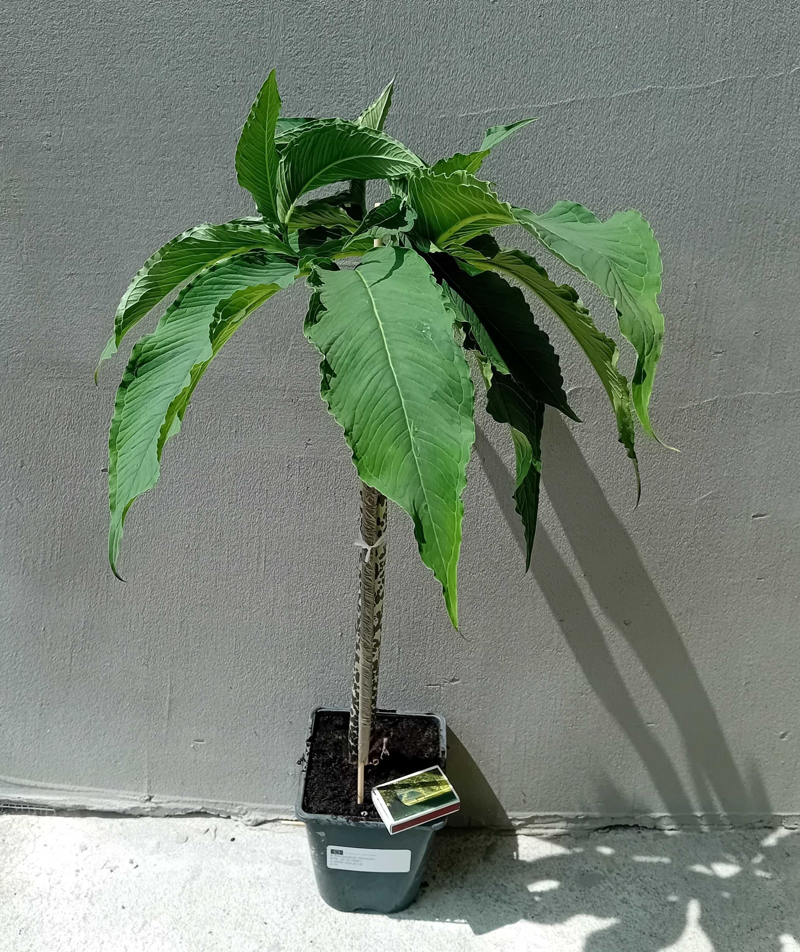 Pałczycha Kroplista (Sauromatum venosum)+GRATISY
