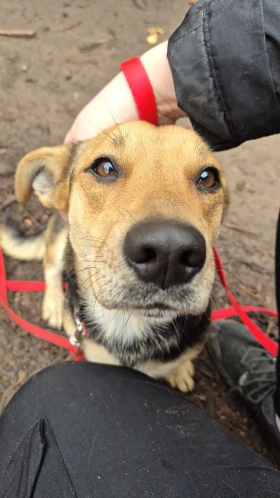 Kochająca Kredka szuka domu stałego!