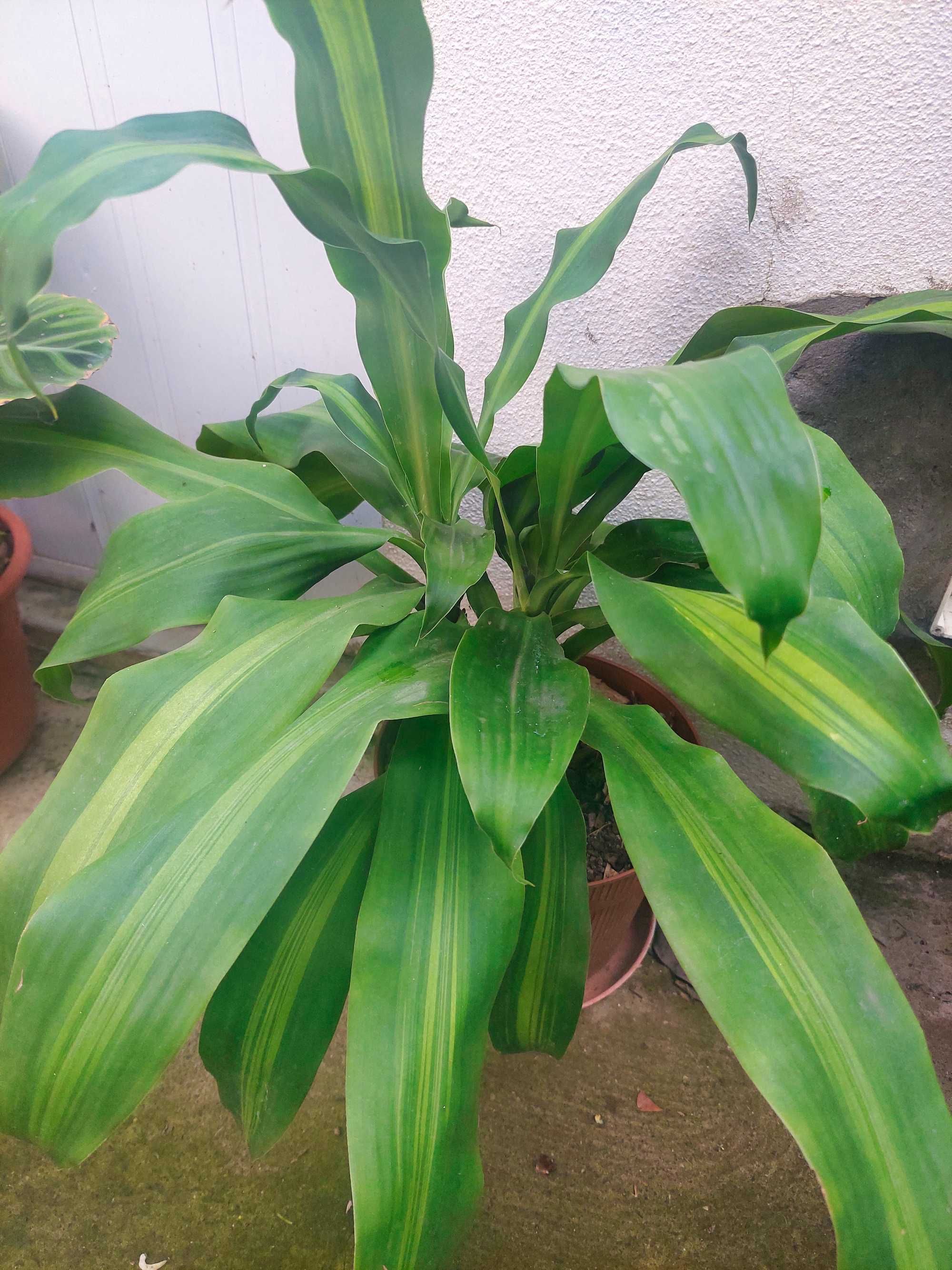 Diversas plantas/flores. 25€ cada