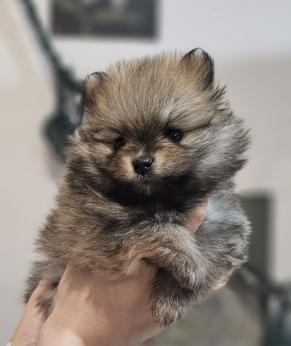 Piesek szpic miniaturowy pomeranian ZKwP FCI