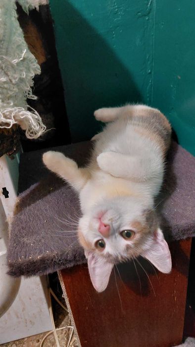 Кошенята в добрі руки