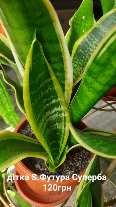 Сансевієрія, Sansevieria