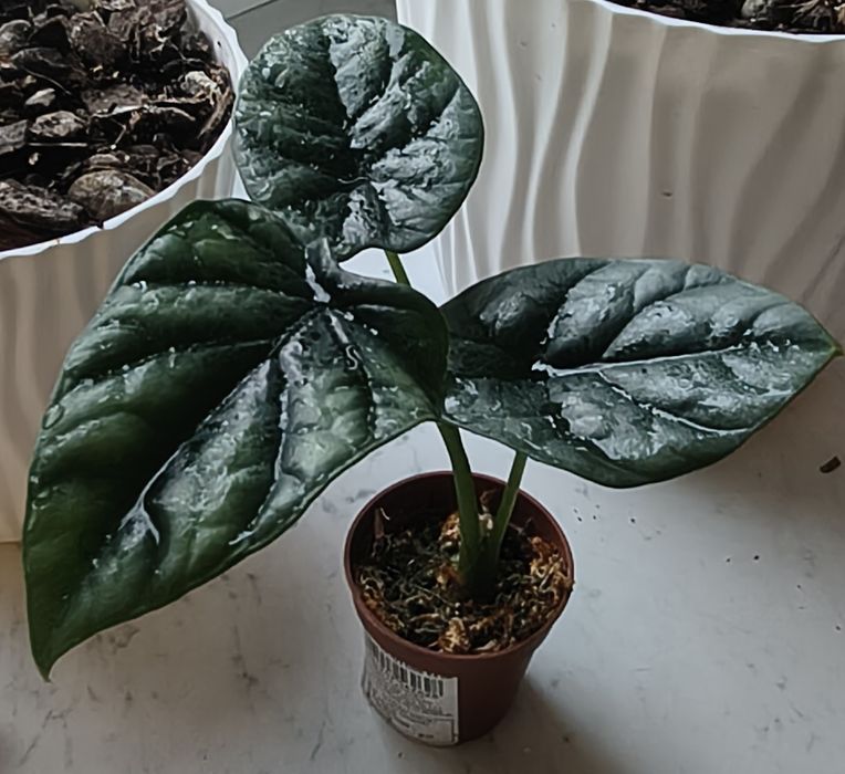 Alokazja Sinuata (Alokasia)