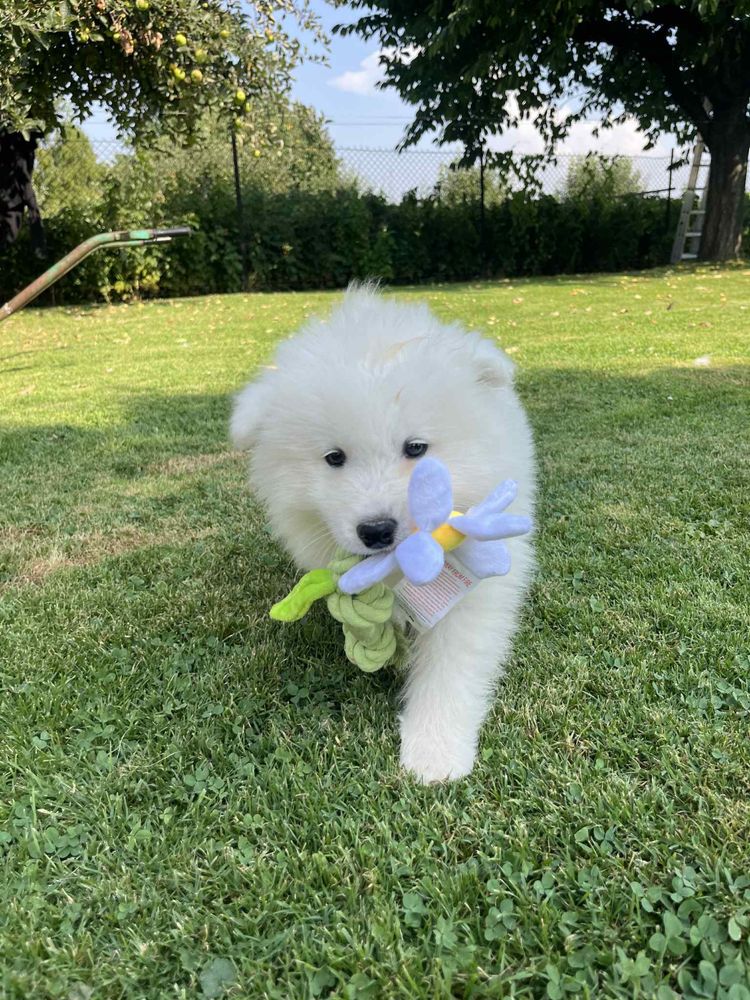 Piękny piesek Samojed/Samoyed GOTOWY DO ODBIORU