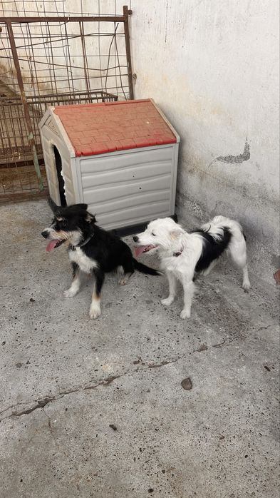 Cadelas porte médio