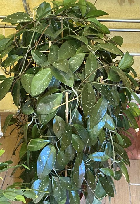 Hoya Carnosa  „shirley”piękna ,duża zdrowa