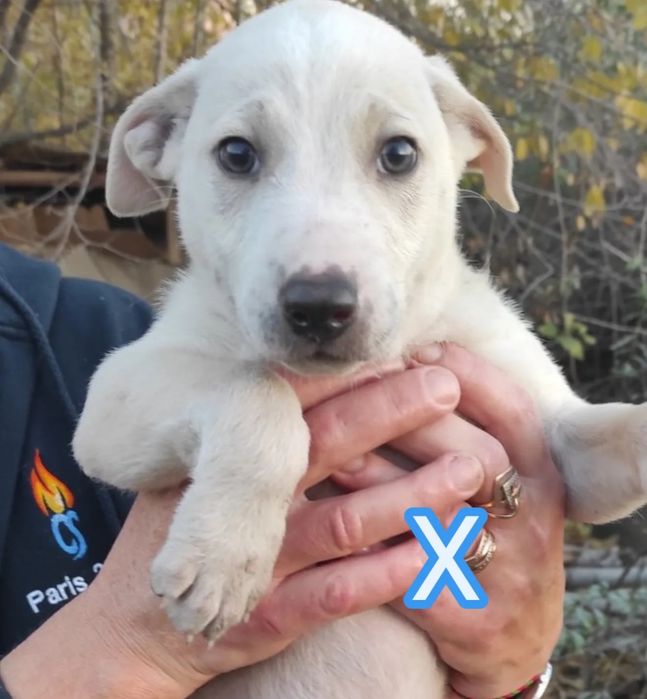 Цуценята бутузи 2 міс щепленні