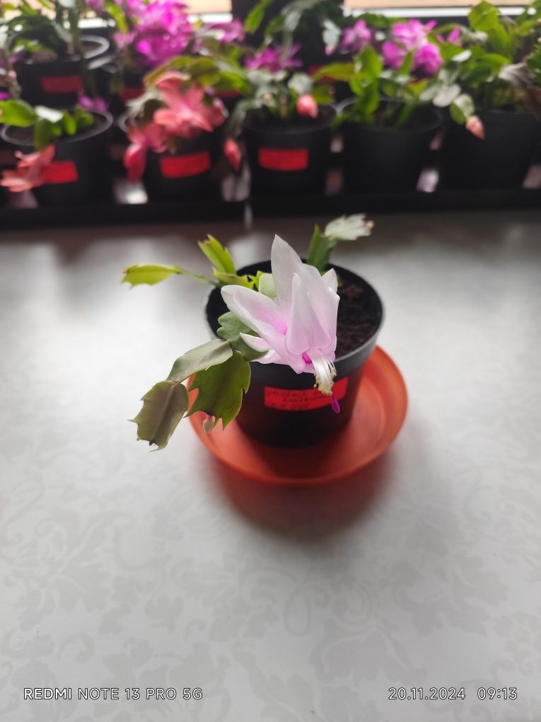 Grudnik, szlumbergera, kaktus Bożego Narodzenia
