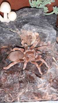 Pelinobius muticus, паук бабуин - самка