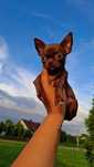 Miniaturowa czekoladowa mini xxxs dziewczynka chihuahua Tiffany!