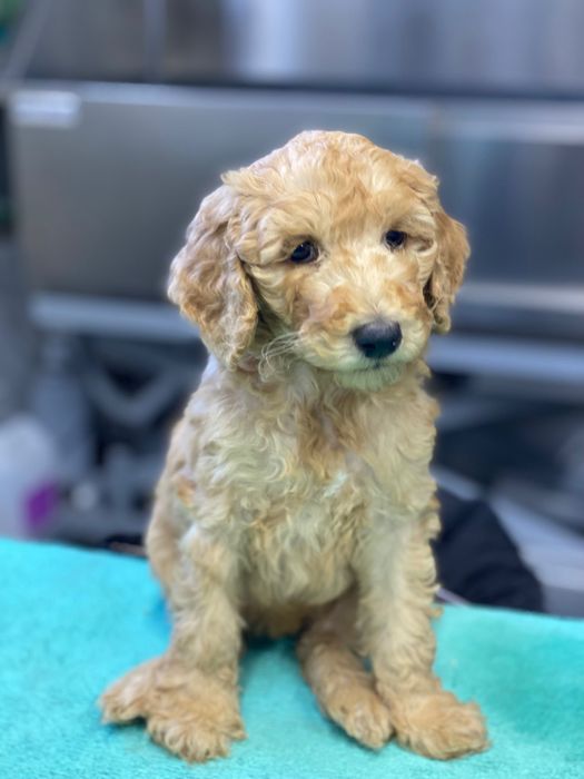 Linda bebê de Poodle Standard, pronta entrega, procura novo dono!!!