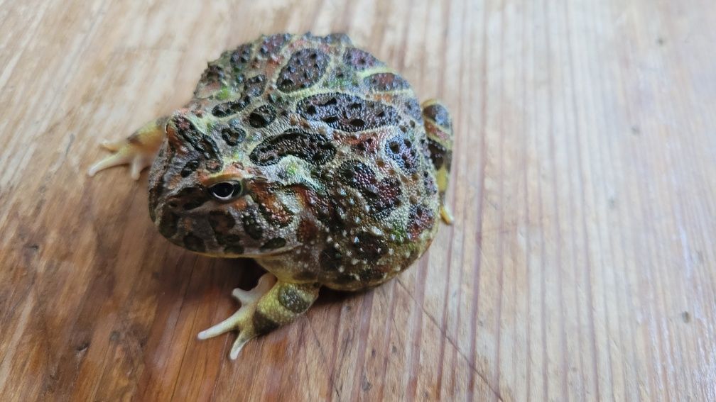 Żaba rogata OZDOBNA - Ceratophrys ORNATA