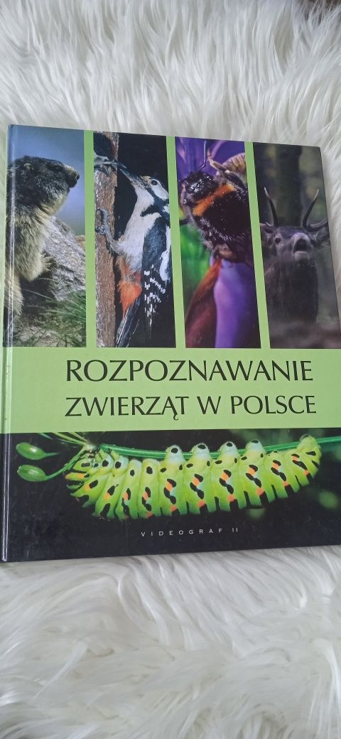 "Rozpoznawanie zwierząt w Polsce"