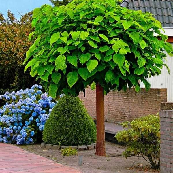 Surmia bignoniowa'Nana' Catalpa szczepiona 160-250cm.Małopolska.