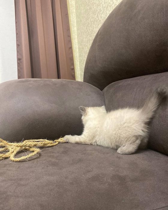 Котята Блю поінт скоттиш страйт, шотланське кошеня хлопчик