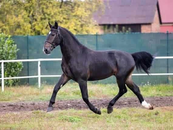 Ogier śląski z licencją na sprzedaż