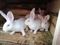 Кролики на розвід