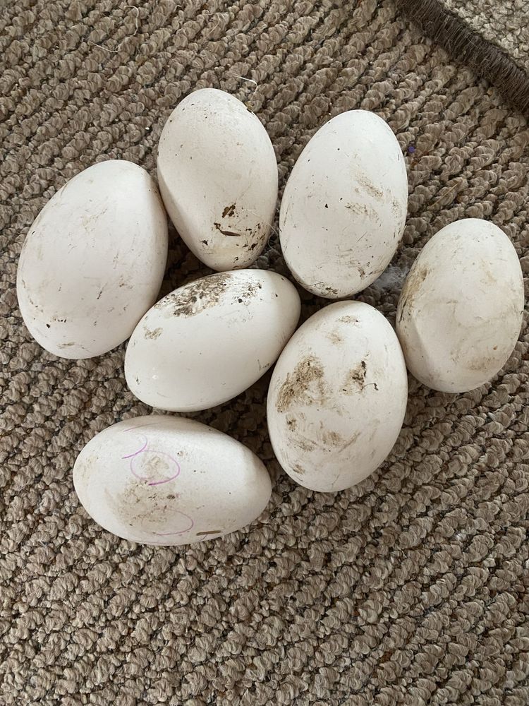 Гусячі яйця