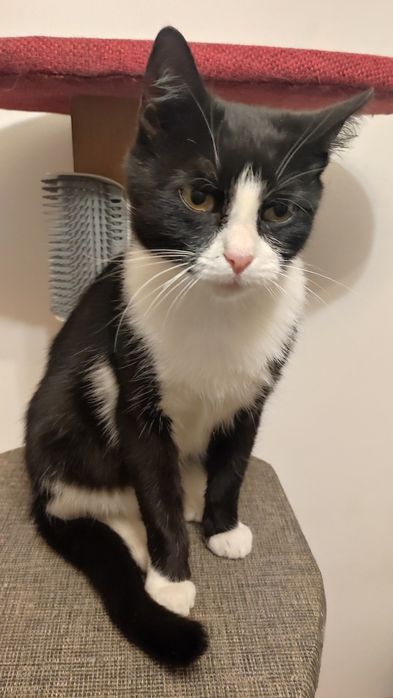 Kotka w typie brytyjski