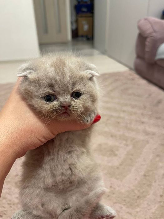 Шотландські висловухі кошенята/scottish fold